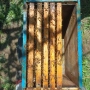 Пчелни семейства и пчелни отводки ДБ, снимка 3