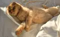 Клепоухи шотландски котета , снимка 9