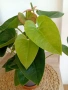Антуриум , снимка 5