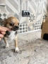 Chihuahua чихуахуа , снимка 3