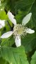 Малина Сорт Туламен - Rubus Tulameen, снимка 2