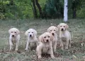 Лабрадор / Лабрадори, снимка 7