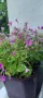 Продавам цветя Детелина Оксалис – 5 бр големи саксии, снимка 12