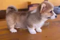 Уелско корги, снимка 2