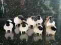 Овце(мини сапуни), снимка 1 - Декорация за дома - 42191687