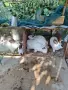 Зайци за разплот и консомация, снимка 3