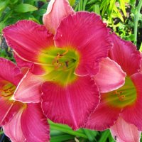 Цветя Хемерокалис – разсад за пролетно засаждане, снимка 9 - Разсади - 41683701