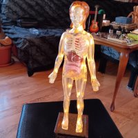 Светещ анатомичен макет, снимка 1 - Колекции - 44445665