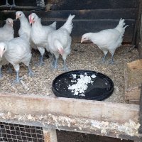 Пилета и яйца от Бяло Брезе., снимка 3 - други­ - 40467968