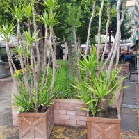 Продавам палма Юка / Yucca, 30 годишна, 2.7 м. височина, 2 броя., снимка 1 - Градински цветя и растения - 41244639