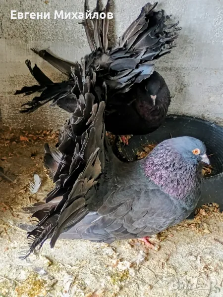 Гълъби Фенерлии , снимка 1