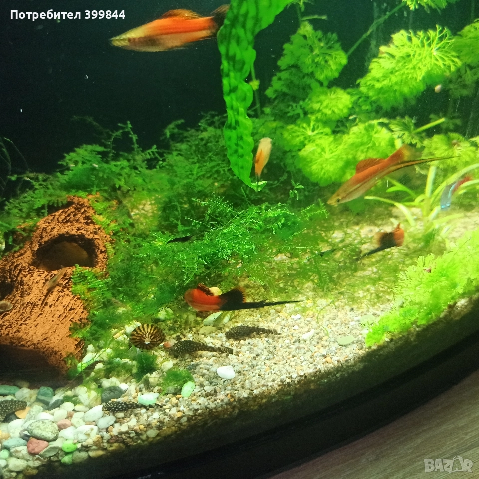 продавам мъжки риби, снимка 1