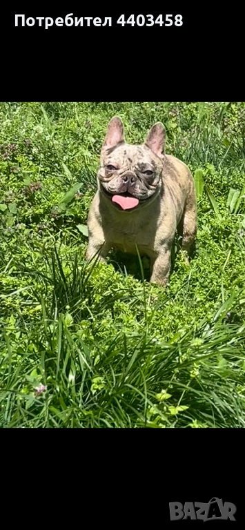 Френски булдог мерле, снимка 1