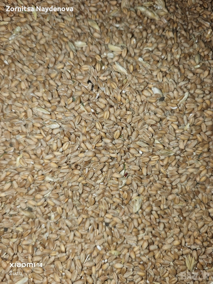жито 2025г , снимка 1