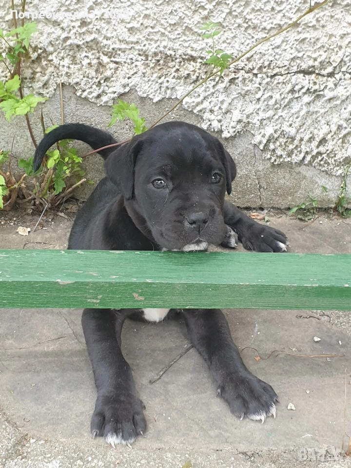 кане корсо, снимка 1