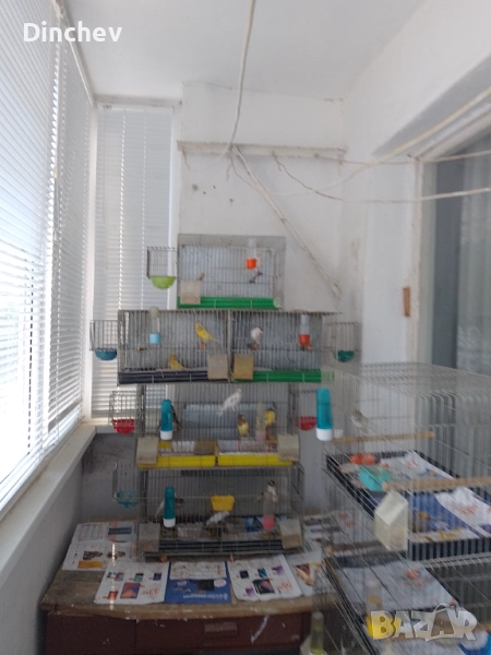 Продавам канарчета орфей, снимка 1