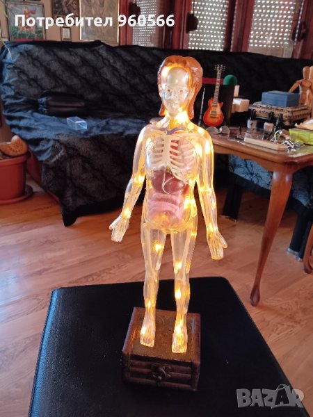 Светещ анатомичен макет, снимка 1