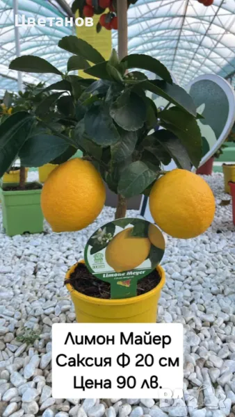 Лимон сорт Майер., снимка 1