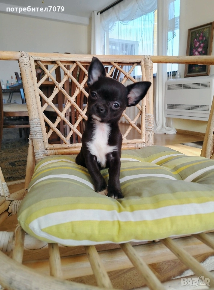 Мини чихухуа , снимка 1