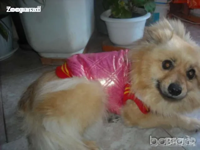 Зимни дрешки: гащеризонче , розово яке XL, XXL– 8лв/бр., снимка 1