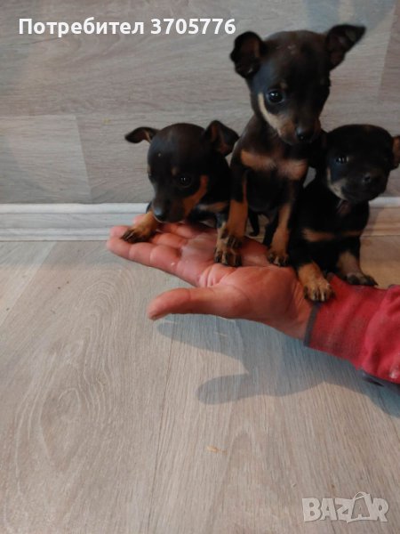 Чихуахуа мини пинчерчета джудета и чихупинчерчетс, снимка 1