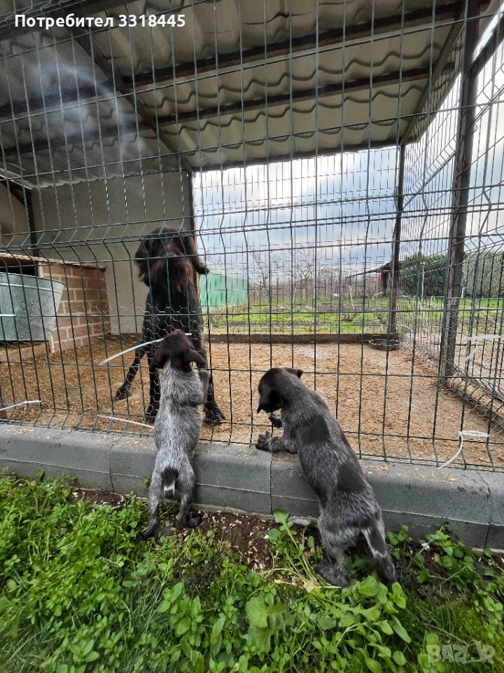 Дратхаар , снимка 1