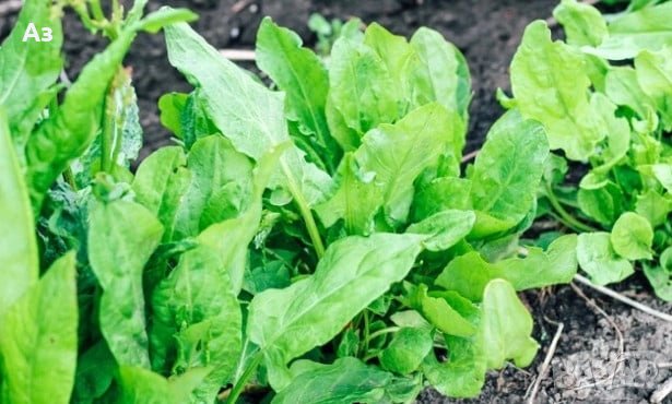 Продавам семена на растението Лапад – от сезон 2025 г., снимка 1