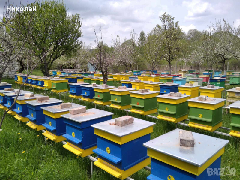 Пчелни отводки 2024, снимка 1