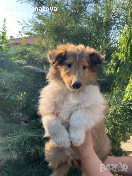 шотландска овчарка коли, снимка 1