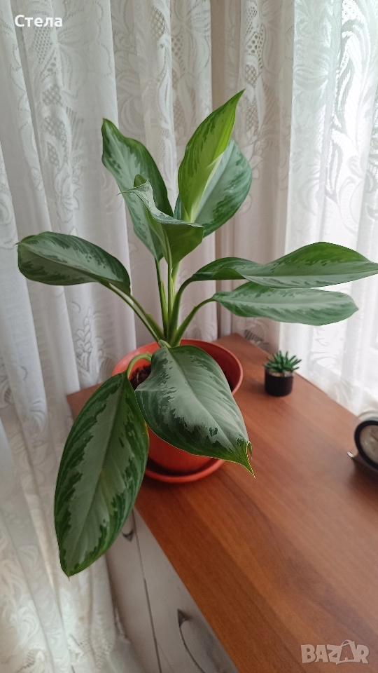 Аглаонема, Бенджамин и други стайни растения , снимка 1