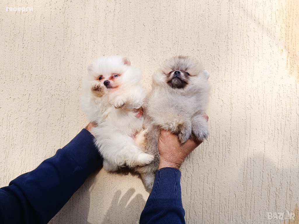 Померан чета едно мъжко и две женски, снимка 1