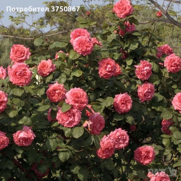 🌹 РОЗА 🌹 GPT DEE DEE BRIDGEWATER® Meitandar 🌹, снимка 1