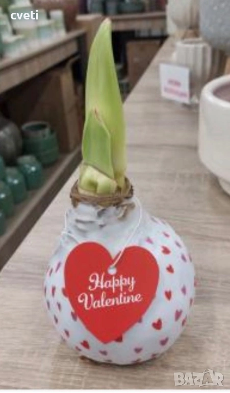 АМАРИЛИС ВЪВ ВОСЪК, снимка 1