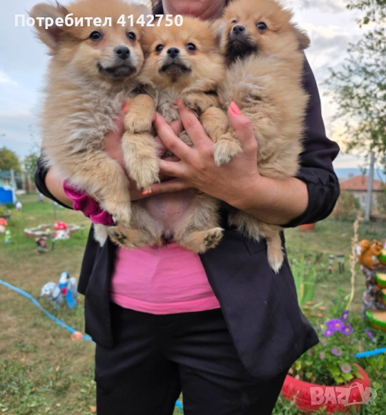 Мини померан, снимка 1