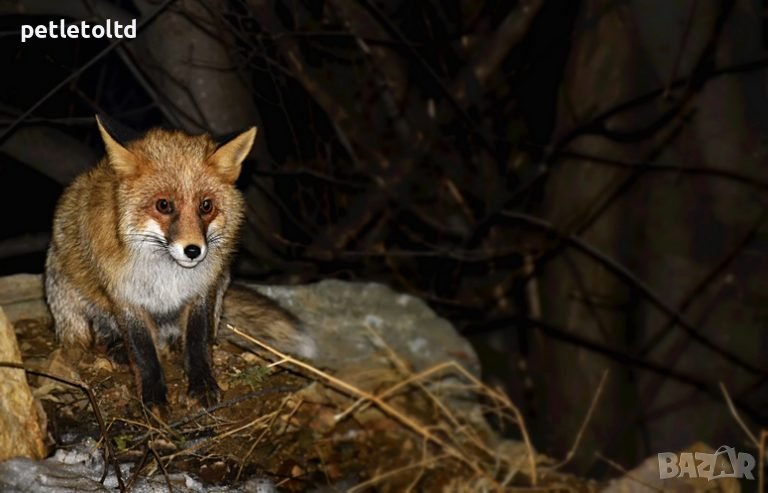 Капан за диви животни със сектор за жива примамка XXL Размер , снимка 1