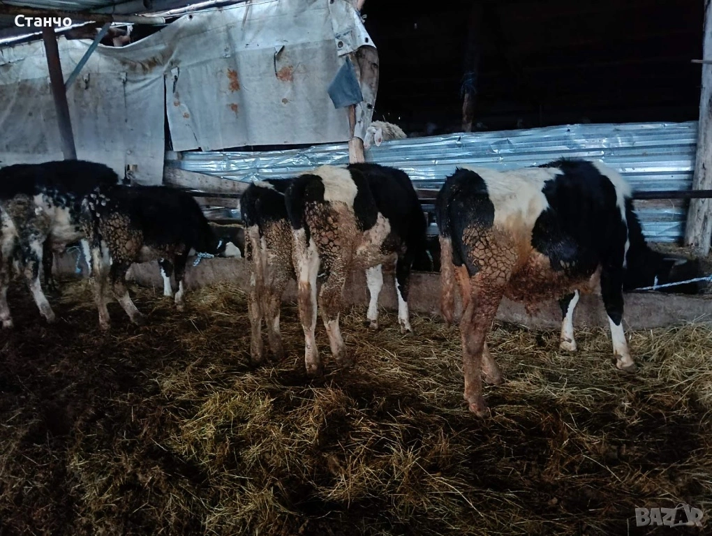 Продавам 7 телета, снимка 1