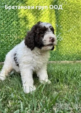 Ларгото романьоло, снимка 3 - Други - 47509754