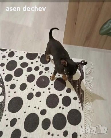 продавам женска чихо пинчер