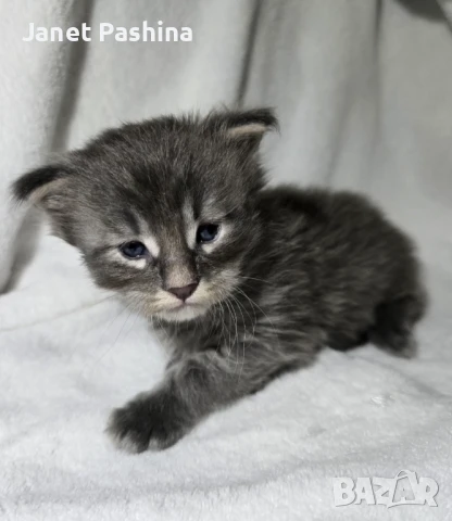 Чистокръвни Мейн Куун котенца , снимка 9 - Мейн кун - 48431594