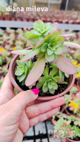 Седум палмери, Sedum palmeri, студоустойчив , снимка 9 - Градински цветя и растения - 53251451