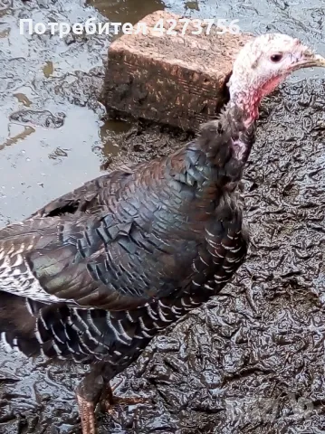 пуешки яйца, снимка 5 - други­ - 48350198