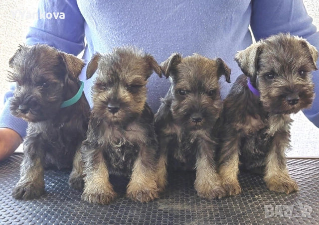 Ексклузивно кучило мини шнауцер Salt & Pepper, снимка 9 - Други - 52515218