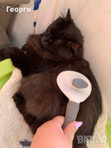 Самопочистваща се четка за Кучета и Котки, снимка 10 - За котки - 41632552