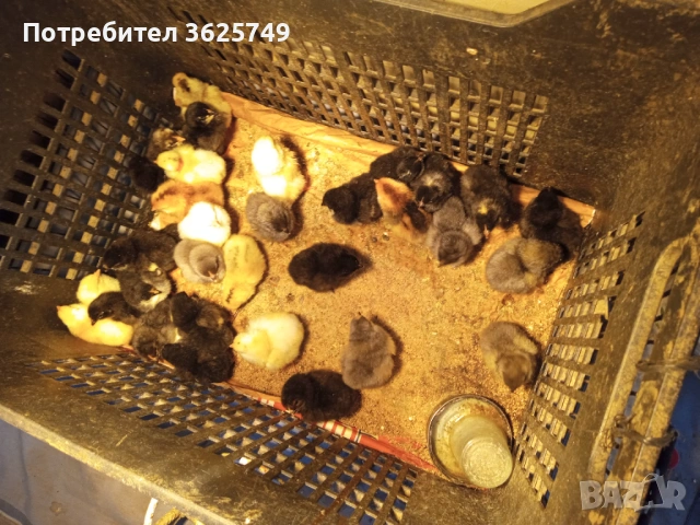 кокошки, снимка 7 - Кокошки и пуйки - 53858497