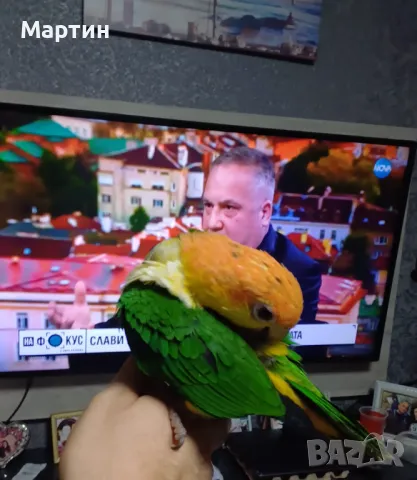 Бебета КАЙКИ , снимка 2 - Папагали - 48057511