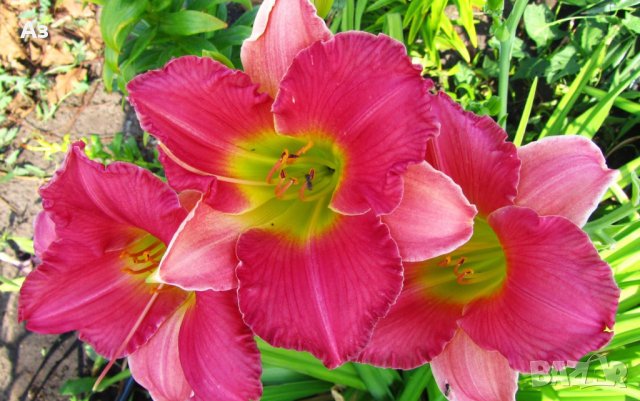 Цветя Хемерокалис – разсад за пролетно засаждане, снимка 9 - Разсади - 41683701