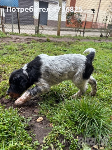 Английски сетер, женско , снимка 4 - Английски сетери - 53465570