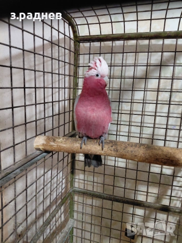 Ръчно хранена двойка розово какаду