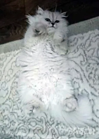 Сребърна чинчила, британска дългокосместа котка, коте, котенце, снимка 10 - Чинчили - 48835916