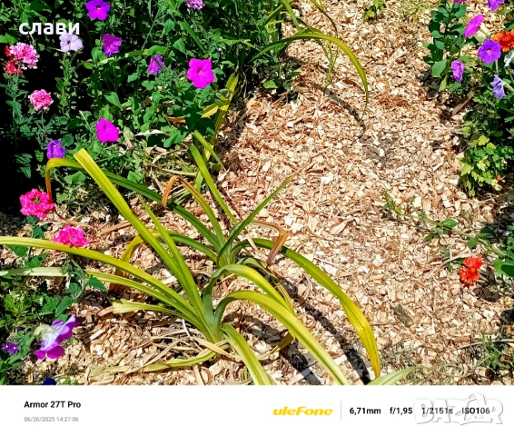 ЧЕРНИЧЕВ МУЛЧ / ДЪРВЕСЕН ЧИПС / Натурален мулч, снимка 8 - Градински цветя и растения - 51494873